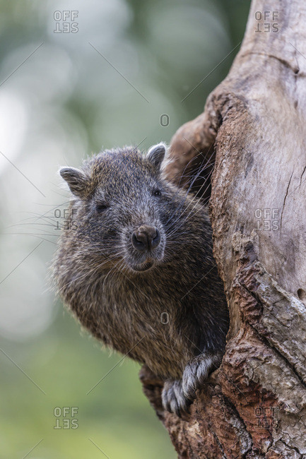 Captive Desmarest's hutia (Capromys pilorides) (Cuban hutia), a species of rodent endemic to Cuba, West Indies, Central America