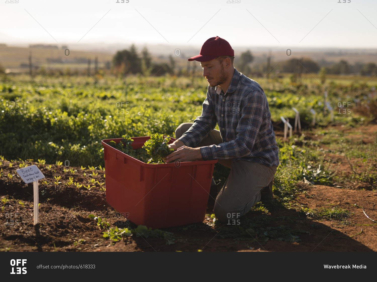 Farmer harvesting leafy vegetable in field on a sunny day