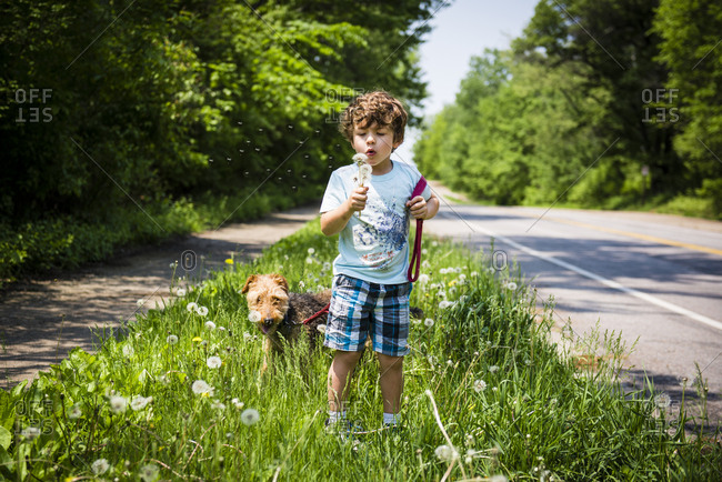Boy blowing dandelions walking dog