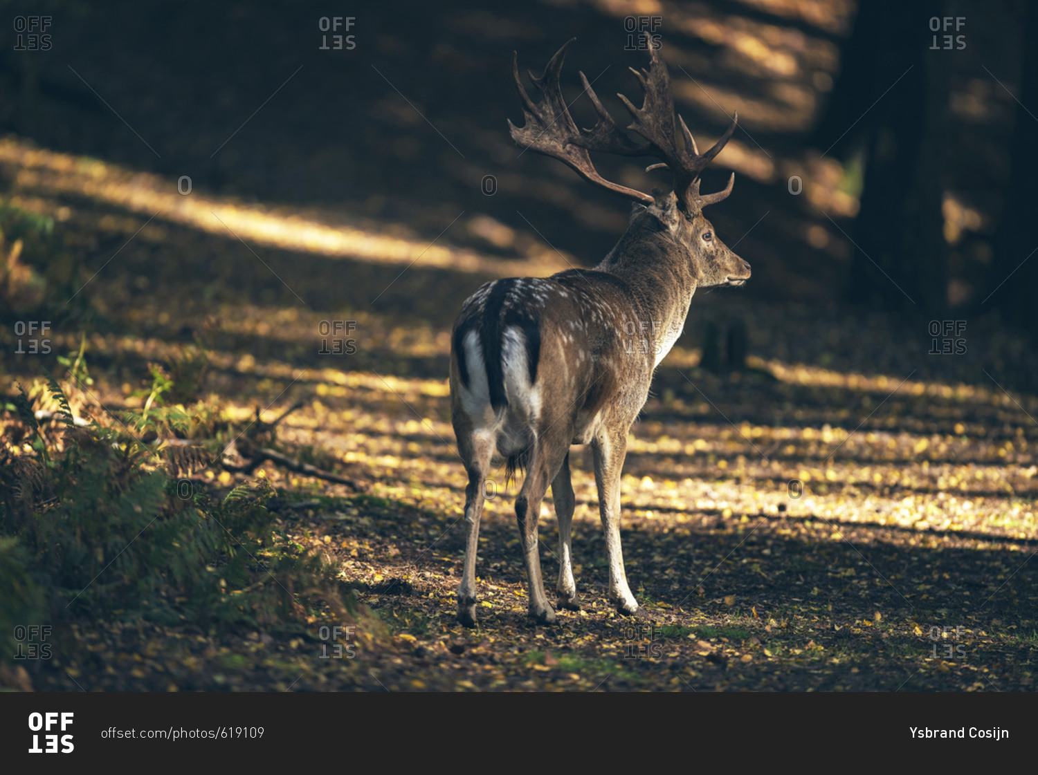 Fallow deer buck (dama dama) in dappled sunlight of autumn forest