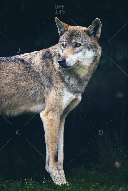 Eurasian wolf (Canis lupus) in dark forest