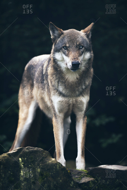 Timber wolf (Canis lupus) standing on rock in dark forest