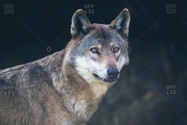 Portrait of gray wolf (Canis lupus) in dark forest