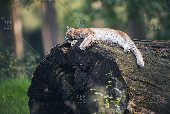 Lazy young lynx (lynx lynx) lying on tree trunk in forest