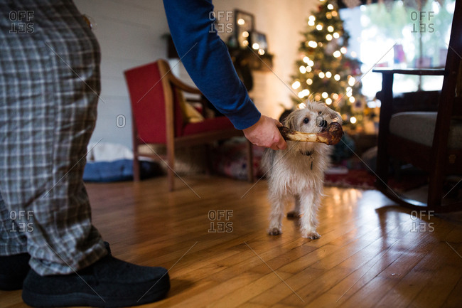 Man giving dog a bone