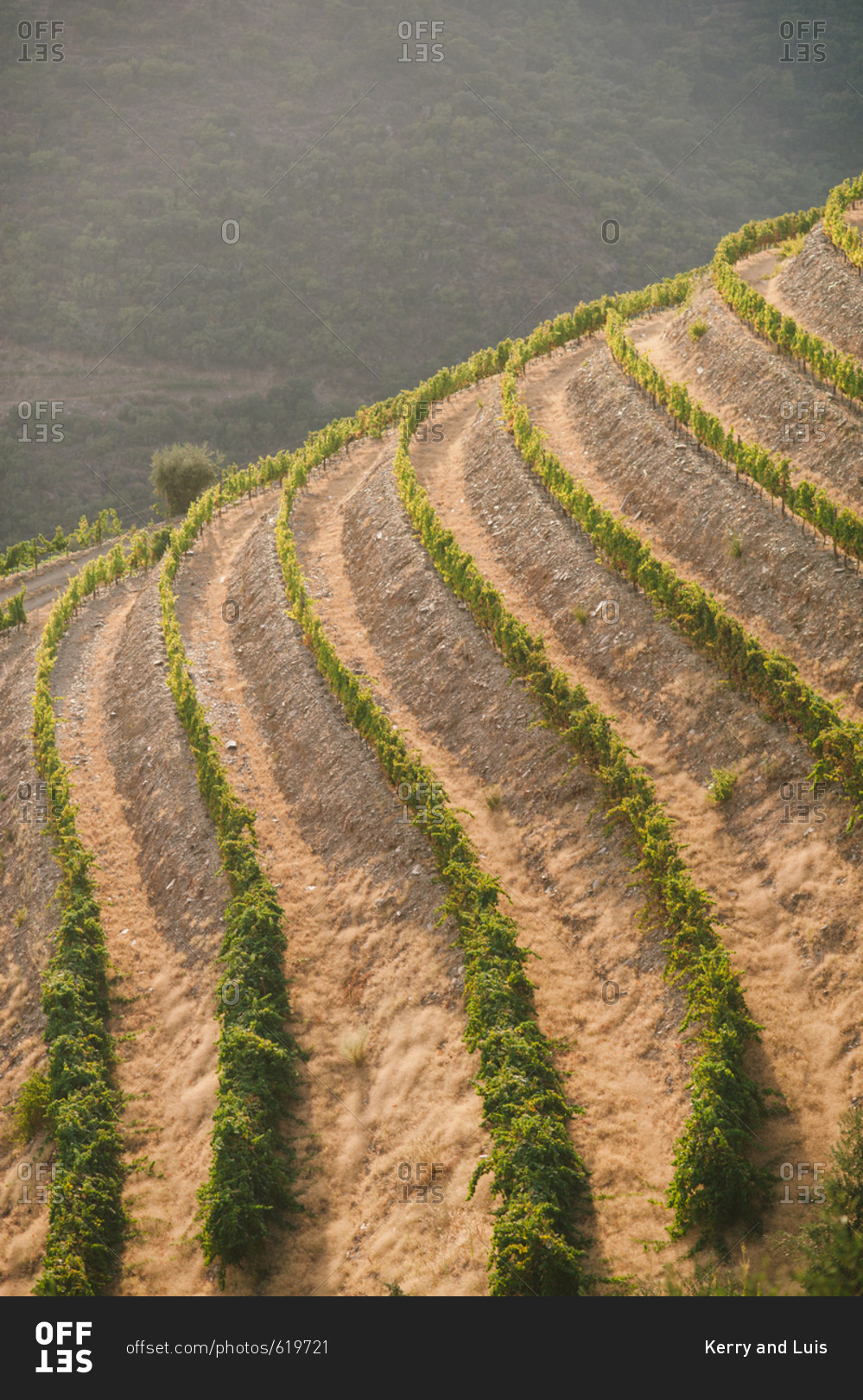 Hillside vineyard in Mesao Frio, Portugal