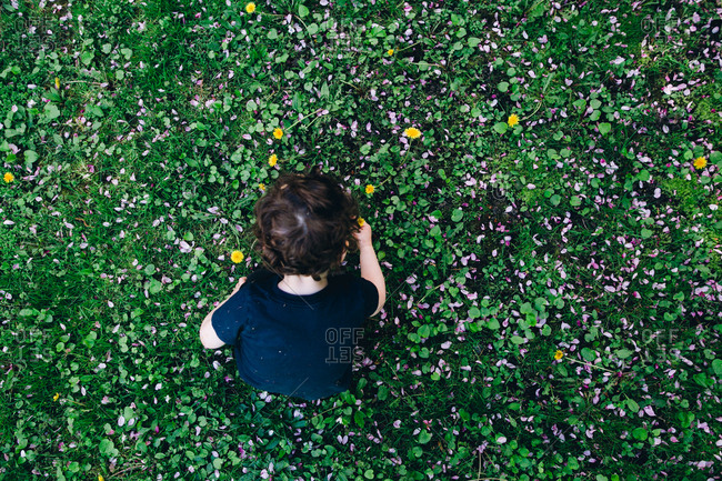 Child picking dandelions outside