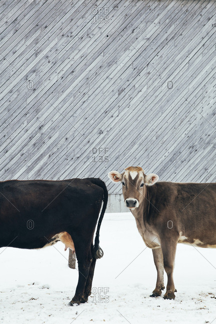 Cow outside in winter looking at the camera