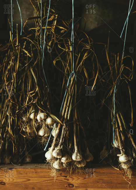 Bunches of fresh garlic hanging from string