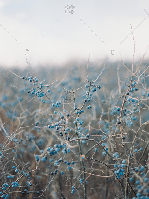 Blue berries on leafless branches