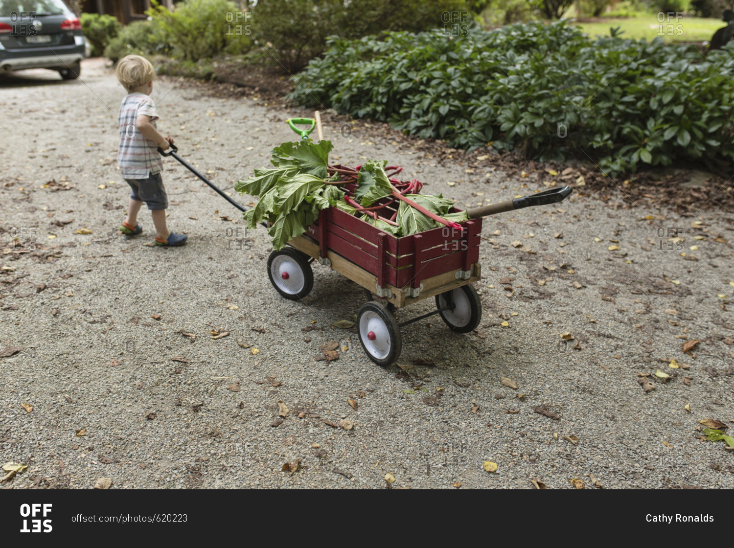 Toddler boy pulling wagon full of home grown vegetables
