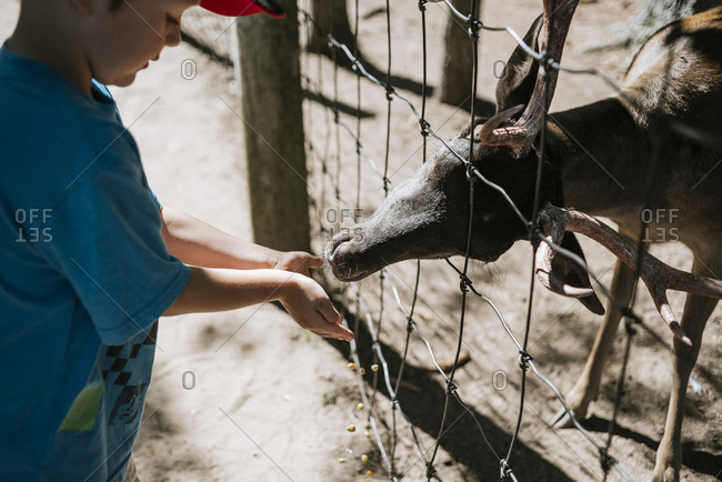 High angle view of boy feeding deer at zoo