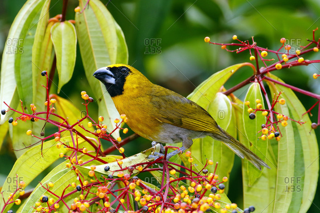 A black-faced grosbeak, Caryothraustes poliogaster, foraging on melostome fruit.