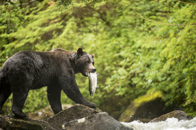 A male grizzly bear, Ursus arctos, with a coho salmon, Oncorhyuncus kisutch, in its mouth.
