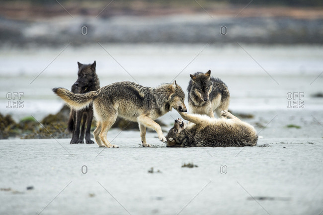 Four wolves, Canis lupus, playflighting on a beach.
