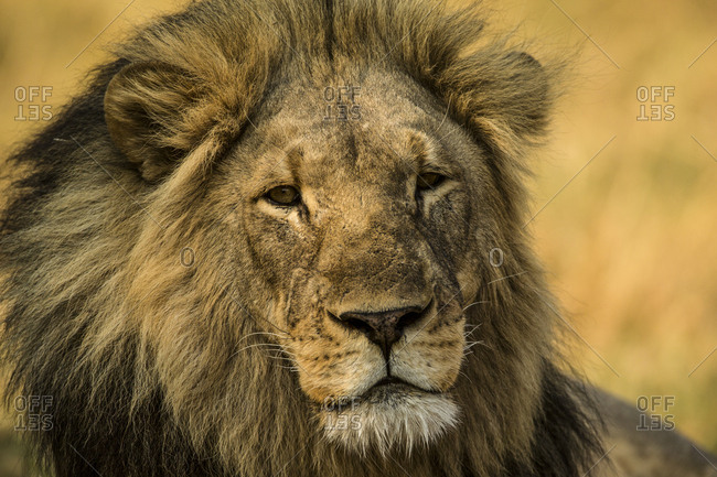 Portrait of a lion, Panthera leo.