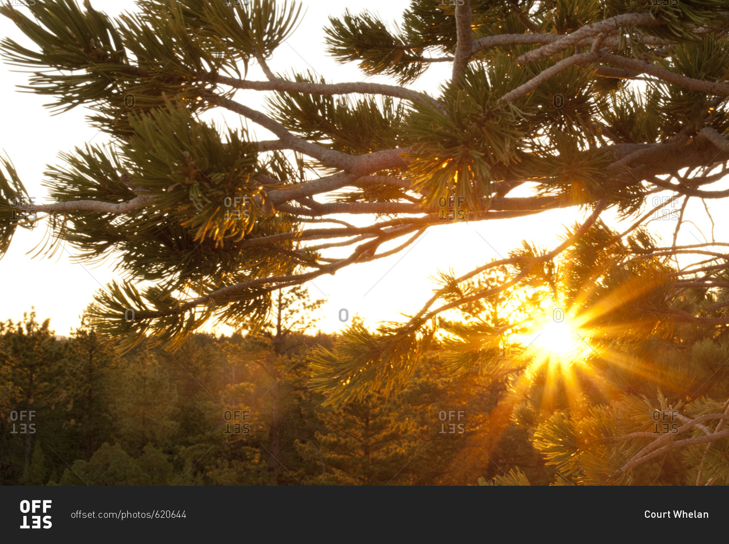 Pine Tree Sun Burst