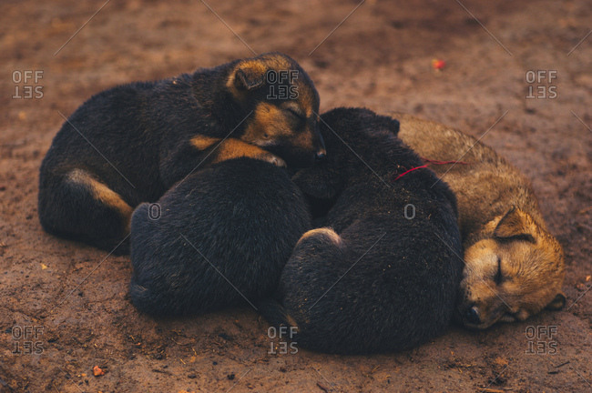 Four puppies sleeping on ground