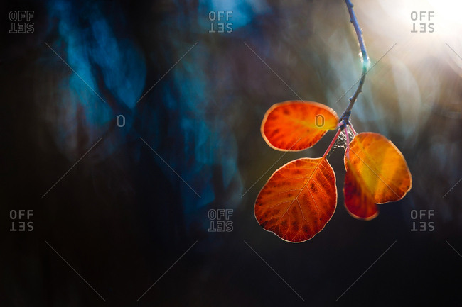 Vegetation of Gorizia Karst, Trieste, Friuli-Venezia Giulia