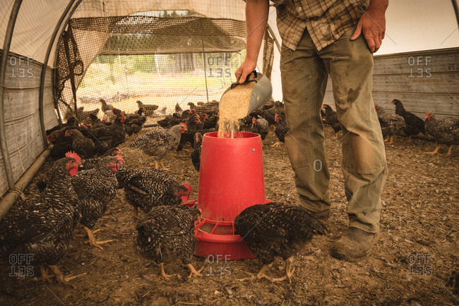 Farmer man feeding the hens in chicken house