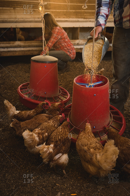 Farmer feeding the hens in chicken house