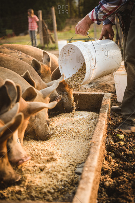 Low section of farmer feeding pigs in farm