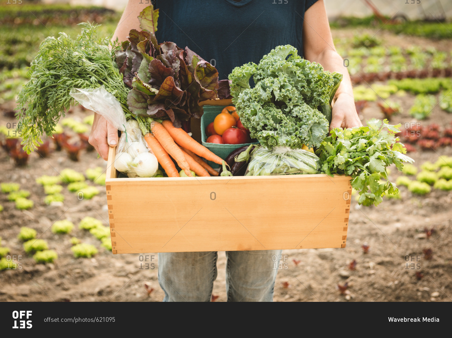 Mature Farmer Holding Wooden Box With Ripe Vegetables