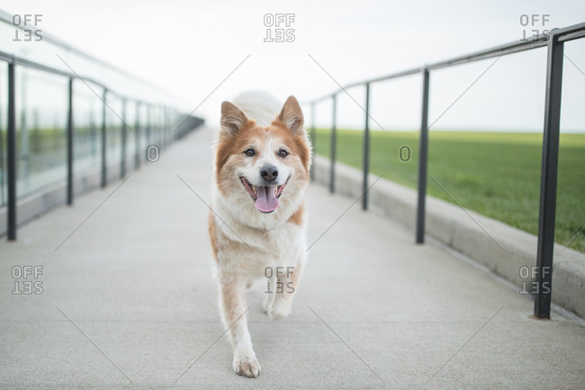 Dog walks on ramp path