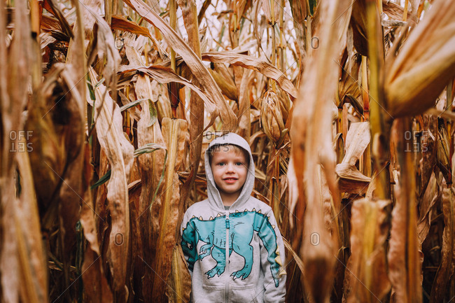 Little boy standing in cornfield