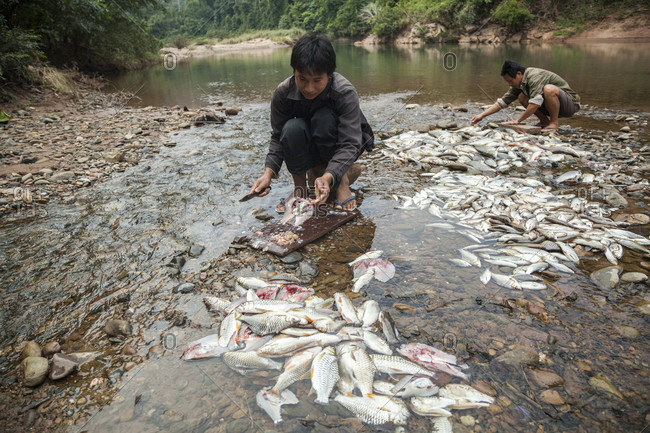 January 16, 2014: Men gut fish they have caught at their camp on the Nam Ou River in Phou Den Din National Protected Area, Laos. The area is frequented by hunters and fishermen who camp and poach wild game within park boundaries despite (or perhaps without knowledge) that this is technically illegal.