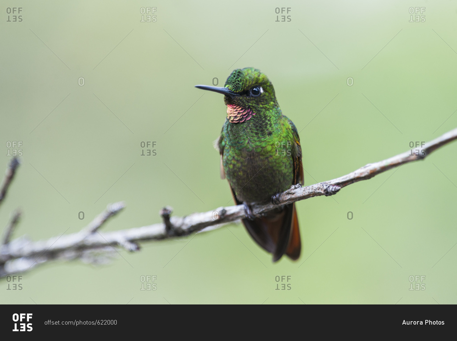 Atlantic Rainforest hummingbird Brazilian Ruby in Itatiaia National Park, Rio de Janeiro, Brazil