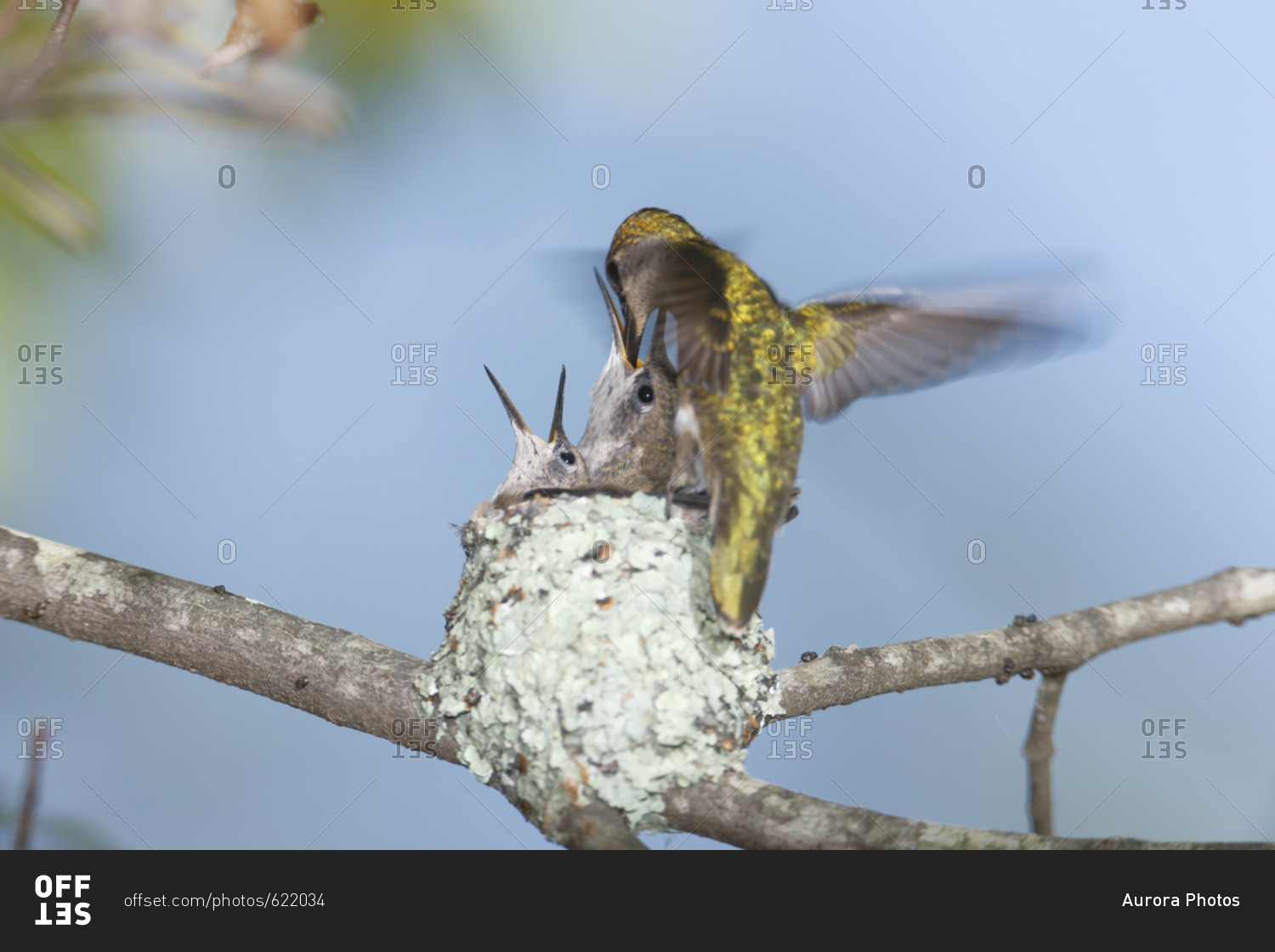 Ruby-throated hummingbird (Archilochus colubris) feeding chicks in nest, Rehoboth, Massachusetts, USA