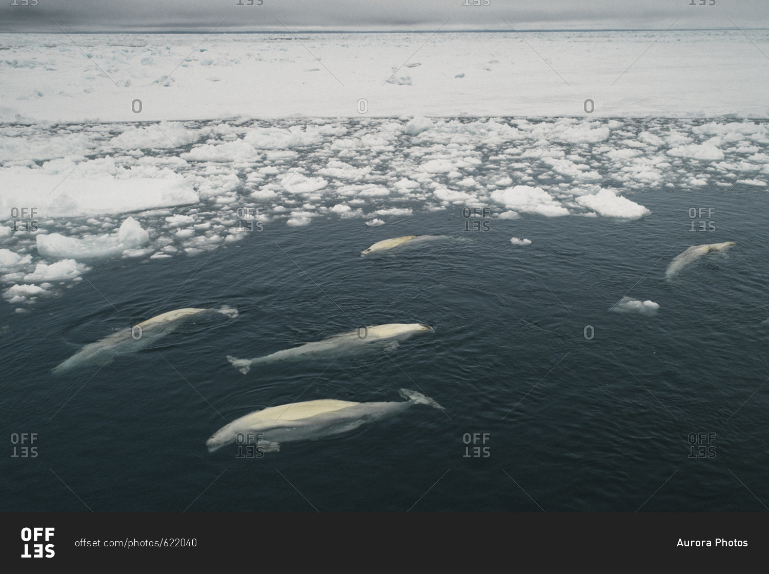 Beluga Whales in ice lead, Beaufort Sea, Alaska, USA