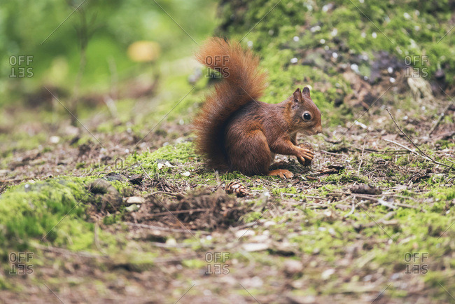 Red squirrel with nut on forest ground