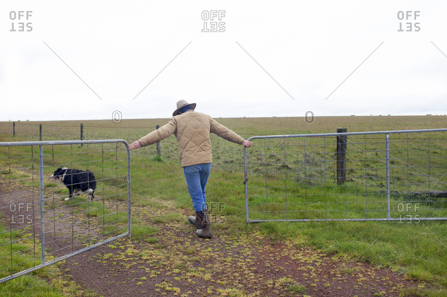 A sheep farmer opening gate in Penshurst, Australia