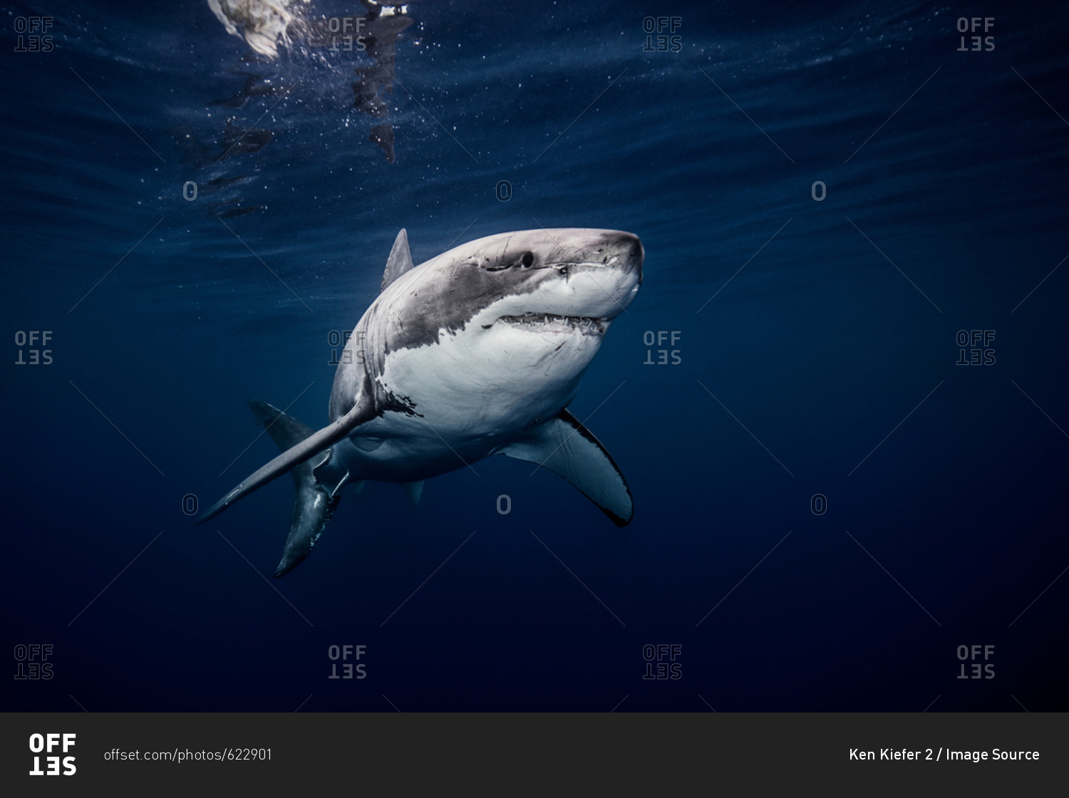 Underwater view of white shark swimming in blue sea, Sinaloa, Mexico