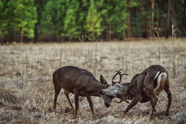 Two adult deer standing on dry grass of field on background of woods and fighting