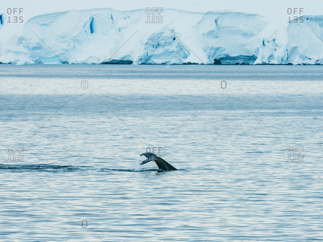 Whale swimming icy ocean