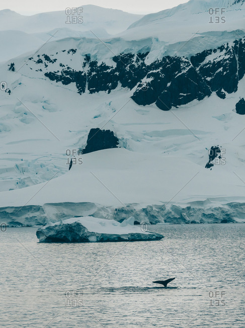 Whale swimming icy ocean