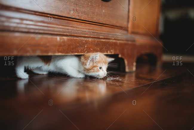 Orange and white kitten looking at dust bunny on floor