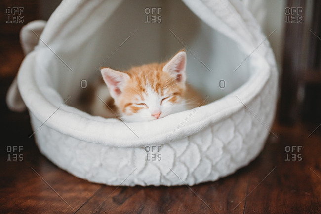 Small orange and white kitten sleeping in pet bed