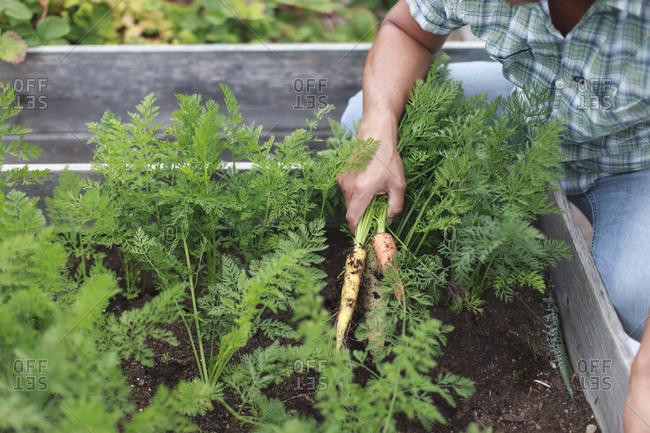 man harvesting carrots
