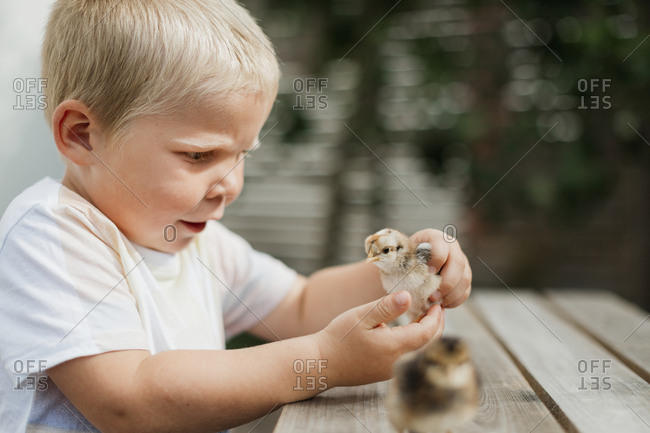 Boy playing with chick