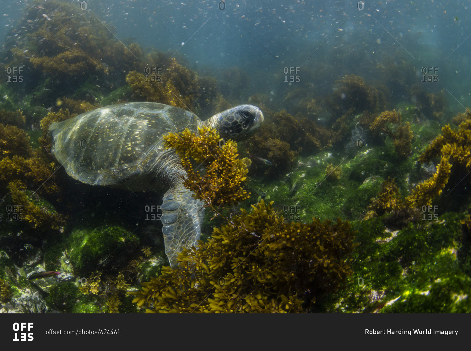 Pacific green sea turtle (Chelonia mydas) underwater on Fernandina Island, Galapagos, Ecuador, South America