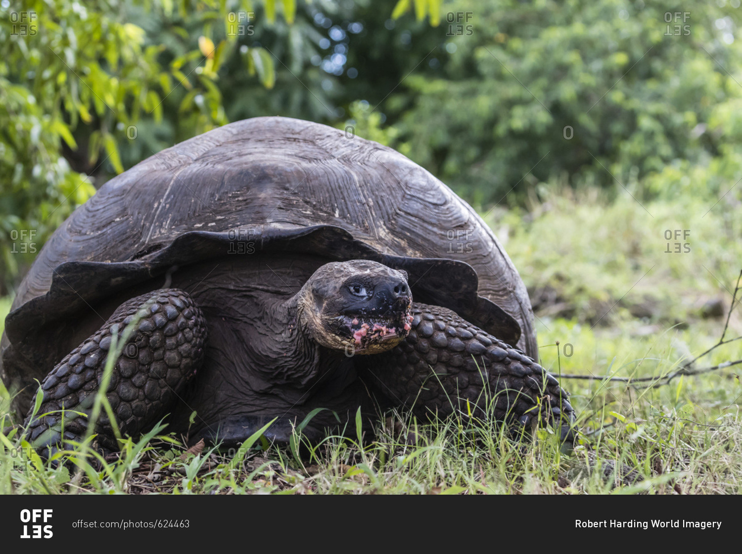 Wild Galapagos giant tortoise (Geochelone elephantopus), Santa Cruz Island, Galapagos, Ecuador, South America