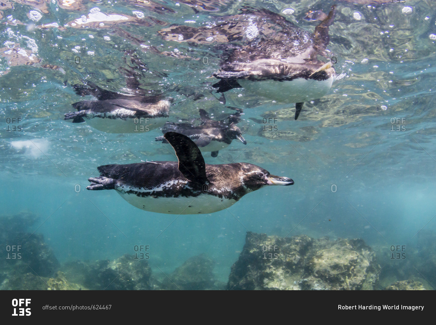 Galapagos penguins (Spheniscus mendiculus) swimming underwater at Bartolome Island, Galapagos, Ecuador, South America