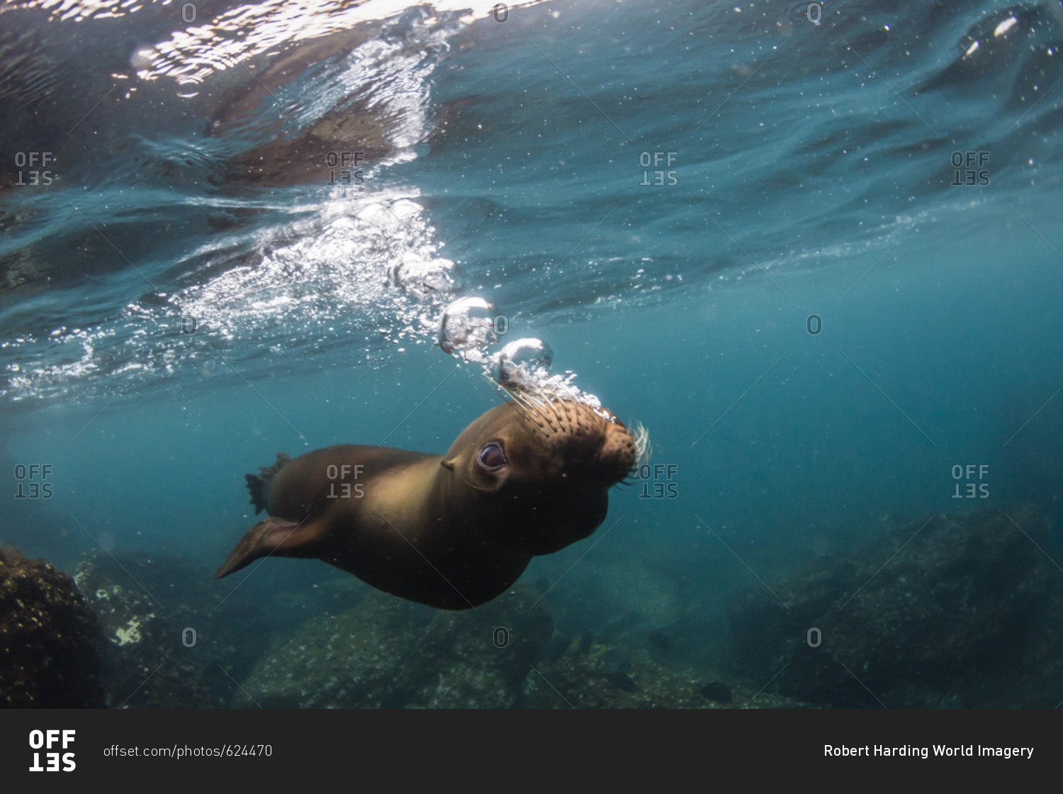 Galapagos sea lion (Zalophus wollebaeki) underwater at Santiago Island, Galapagos, Ecuador, South America