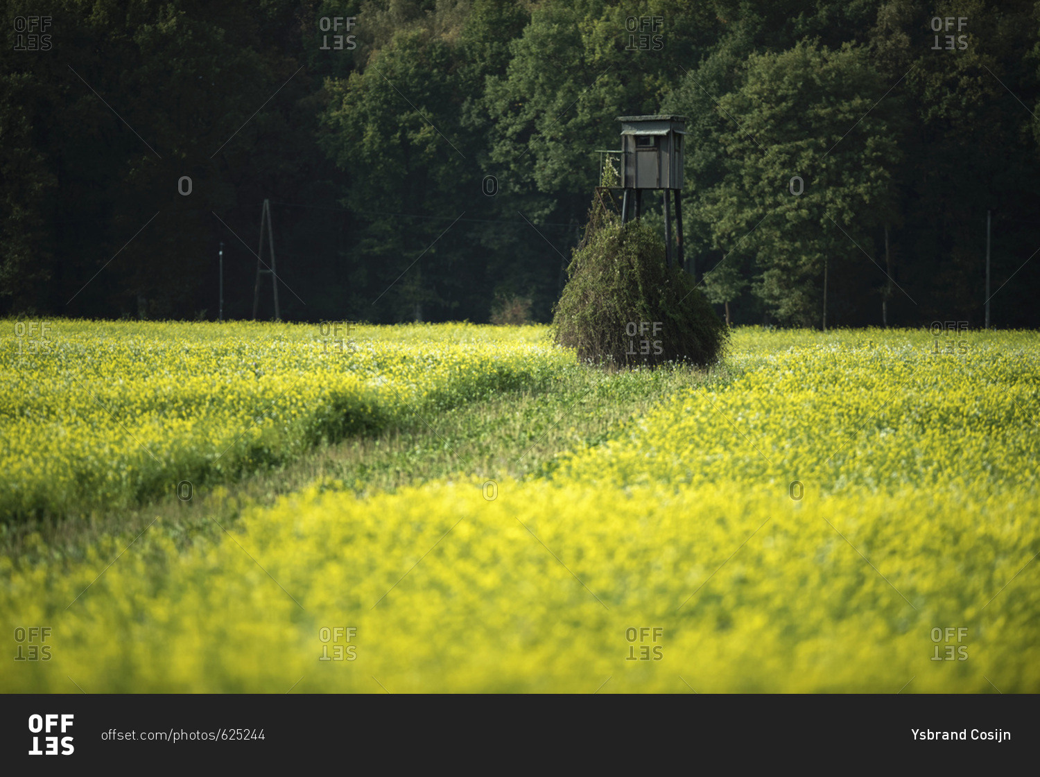 Hunting post in field with yellow flowers