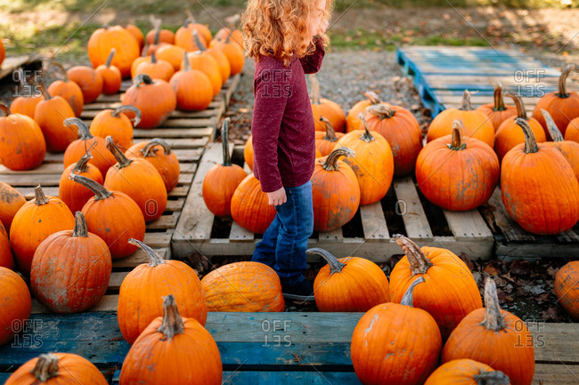 Picking out pumpkins