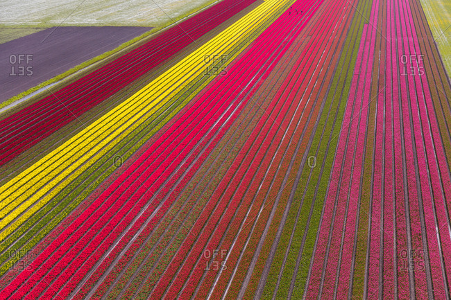 Aerial View Of The Tulip Fields In North Holland, The Netherlands Stock ...